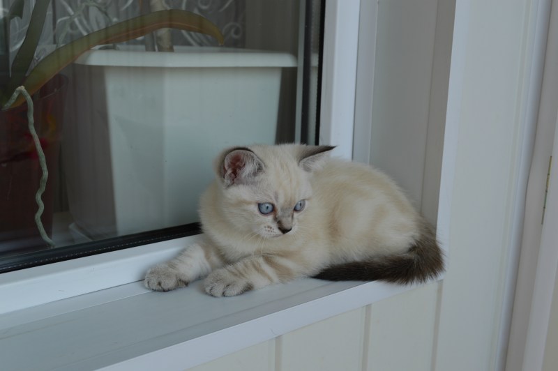 Купание шотландский кот прямоухий