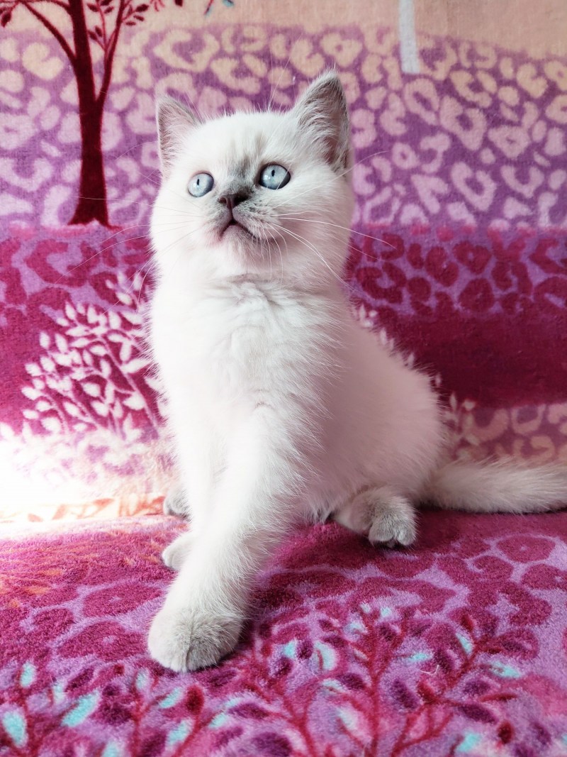Шотландская вислоухая кошка котята Color point