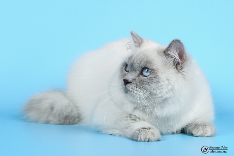 Шотландский скотиш страйт блюпойнт