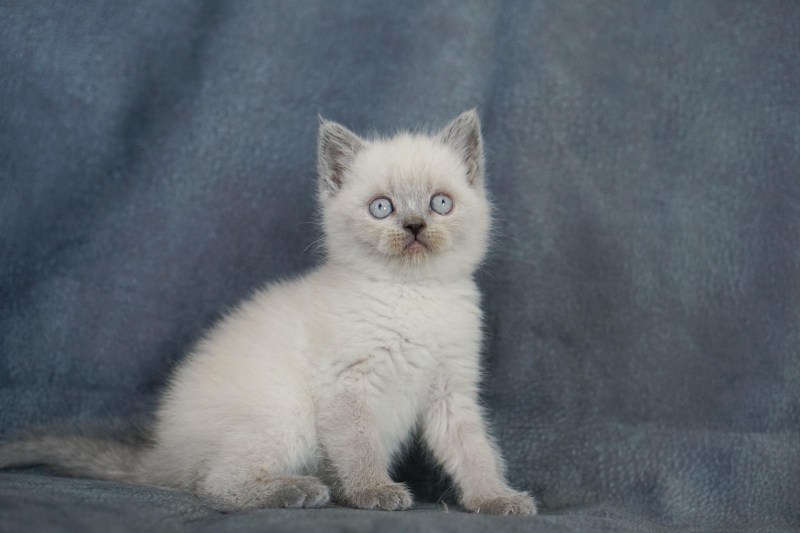 Шотландские коты прямоухие редкий окрас