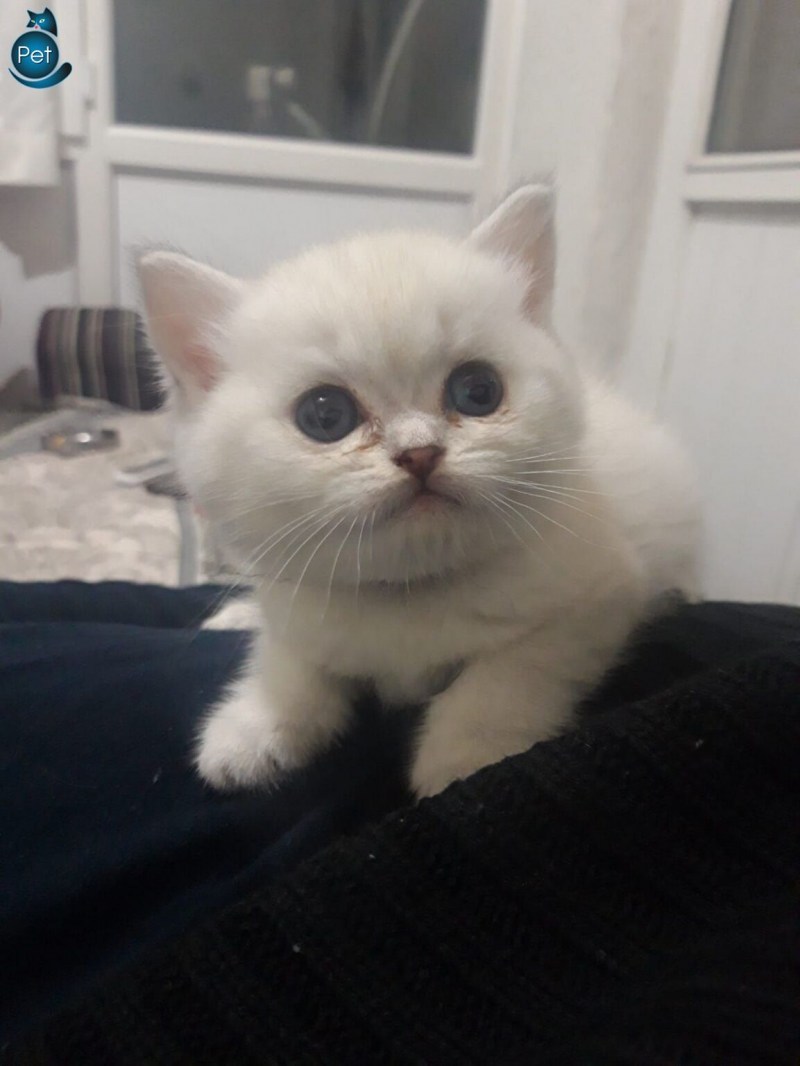 Скоттиш страйт голубоглазый