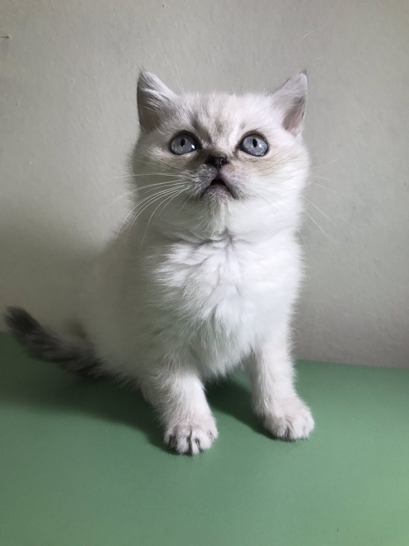 Британские длинношерстные котята Блю поинт