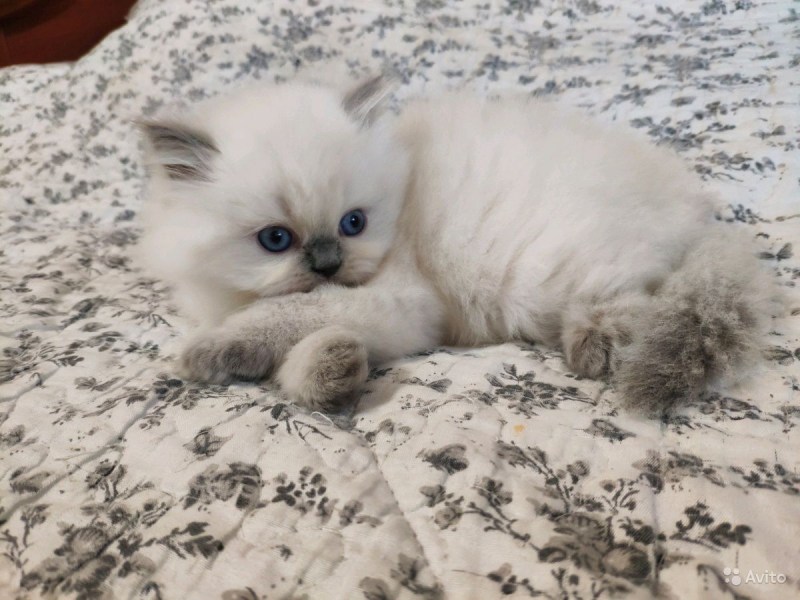 Scottish Fold Blue point