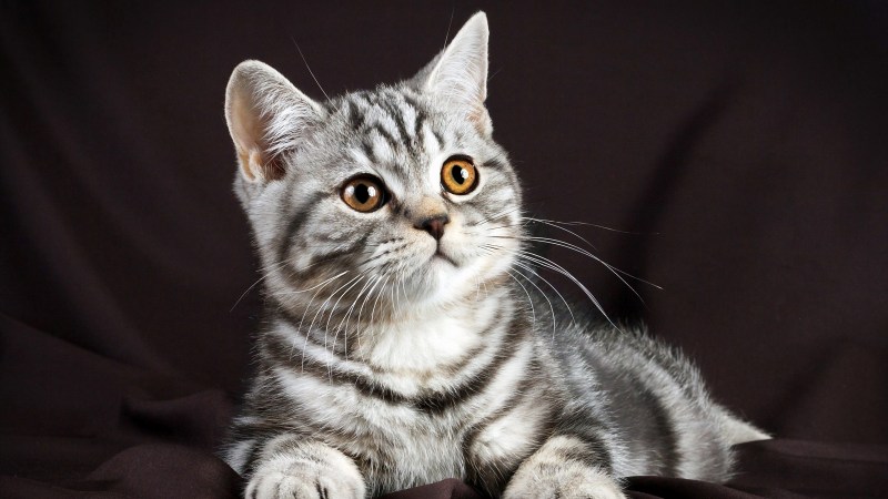 Анатолийская кошка серая