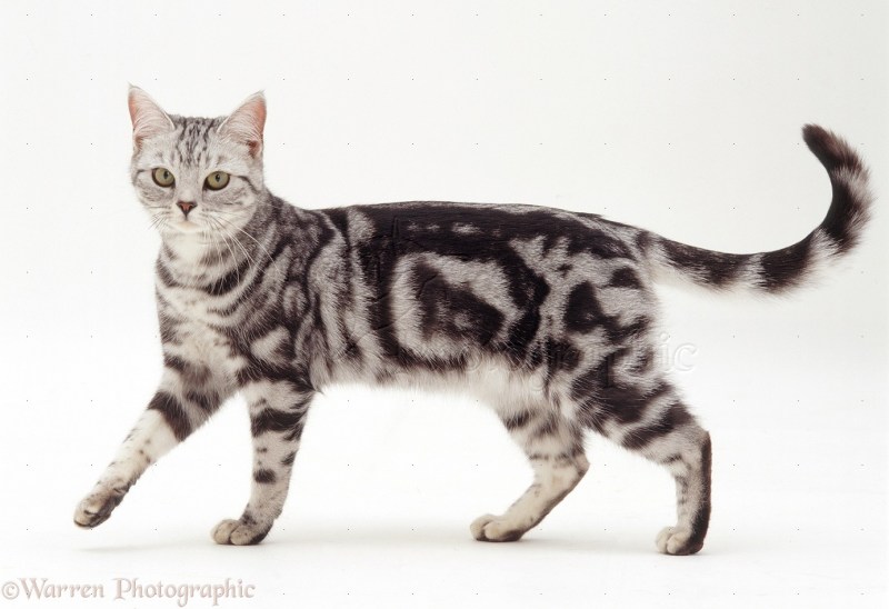 Tabby Cat порода кошек
