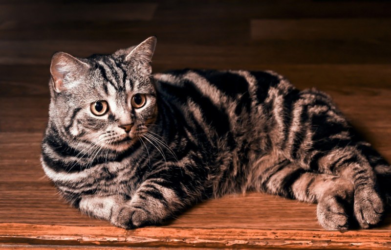Британский короткошерстный tabby