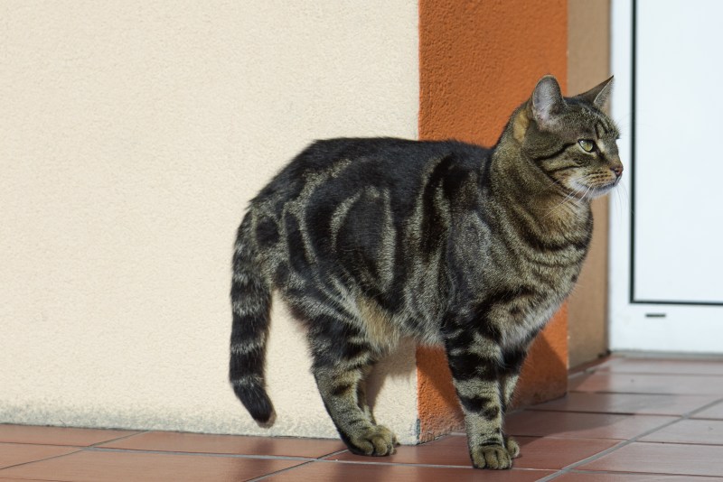 Кот tabby Shorthair