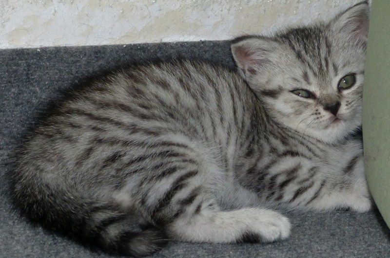 Коты макрель