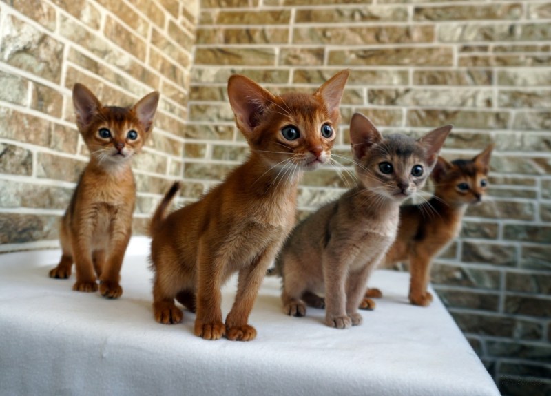 Abyssinian Fawn