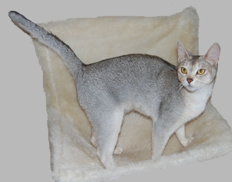 Котенок Сомали соррель