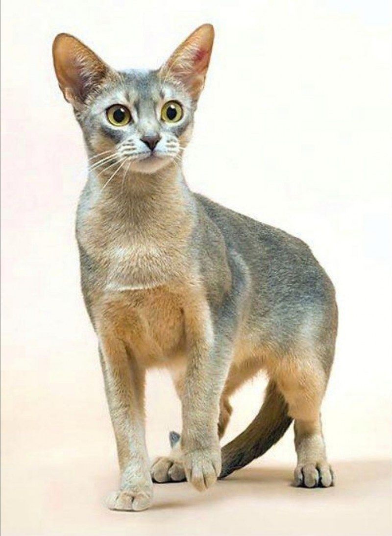 Абиссинская кошка голубая