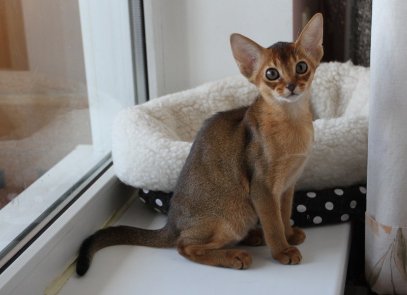 Сомалийская кошка