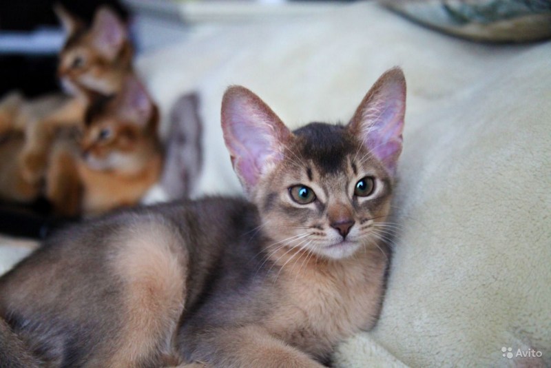 Абиссинские котята