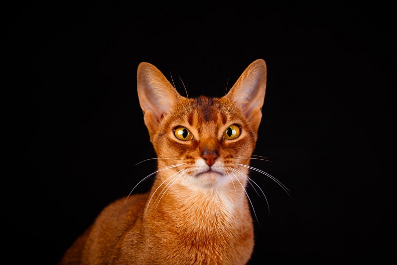 Сомалийская кошка