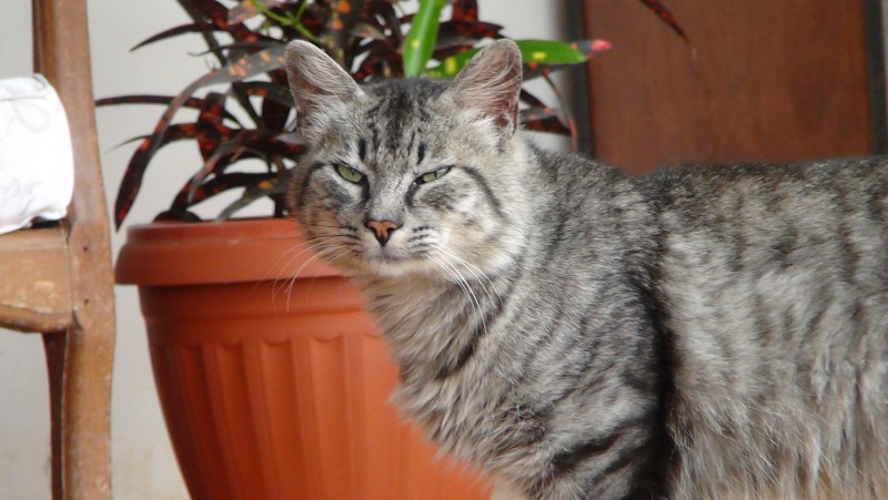 Коты в домашней обстановке