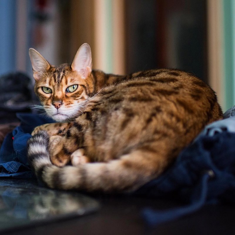 Эмоции кошек