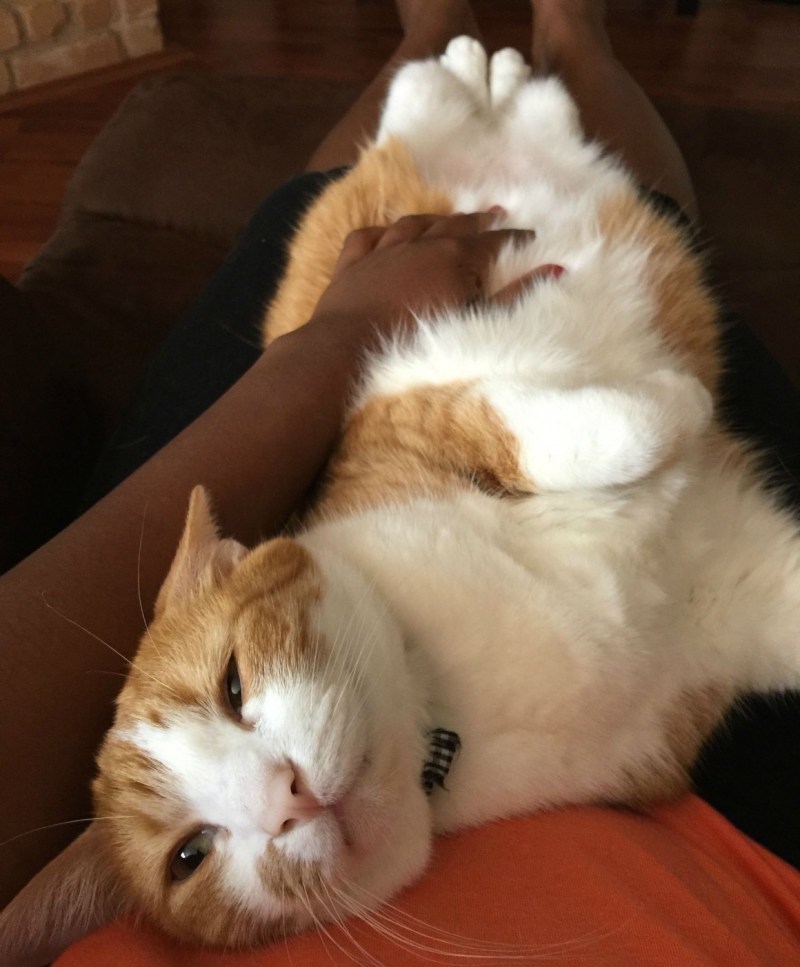 Реальные котики