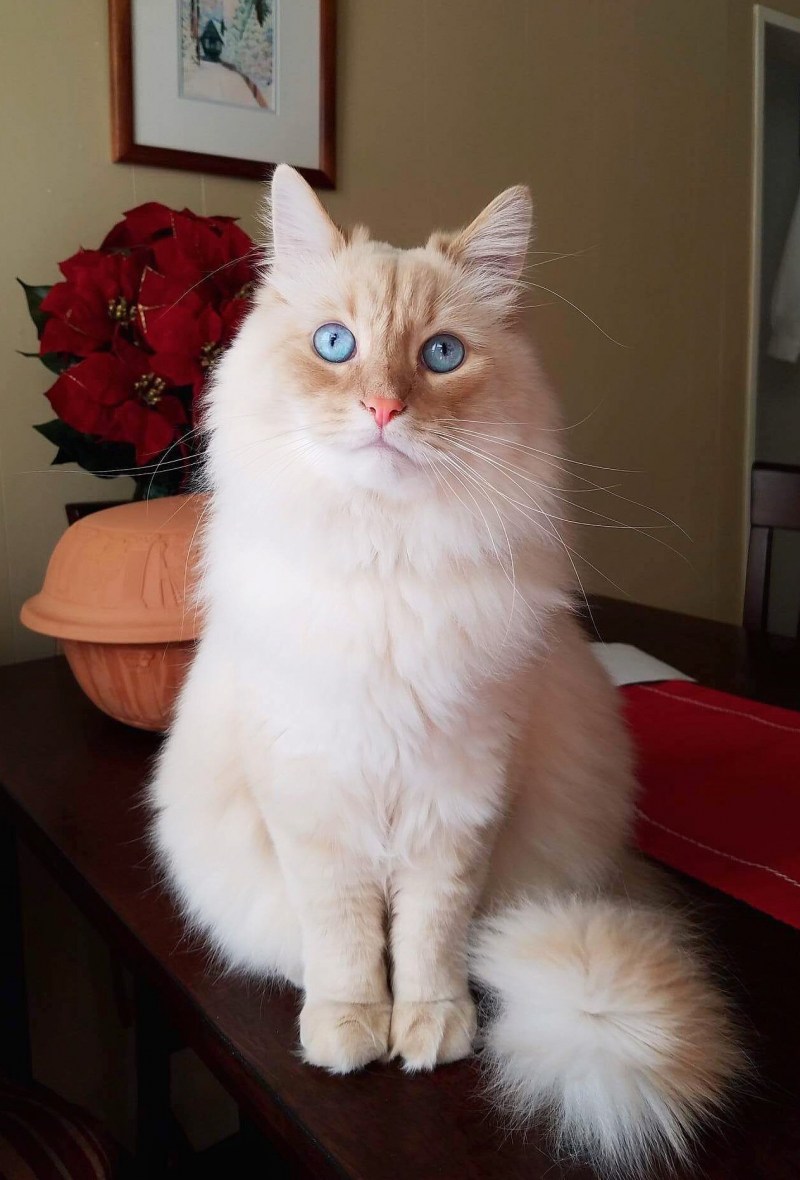 Кошка настоящая