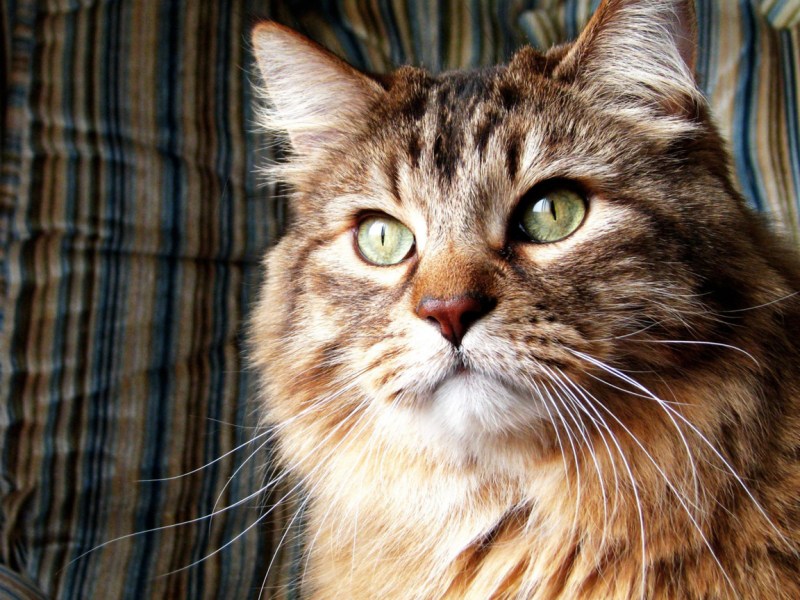 Фото кота
