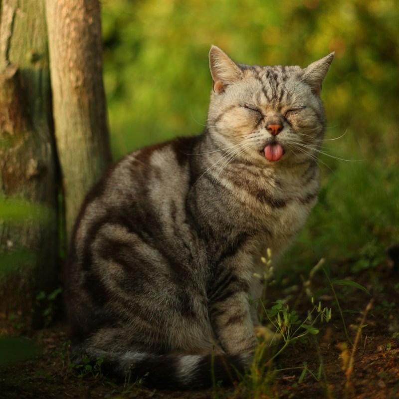 Фотографии кошек