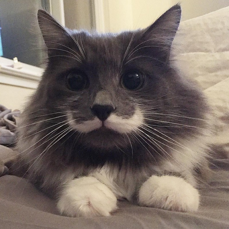 Няша котэ