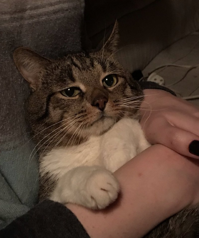 Реальные котики