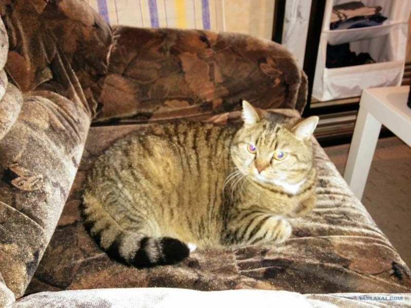 Котики фото Сиверский