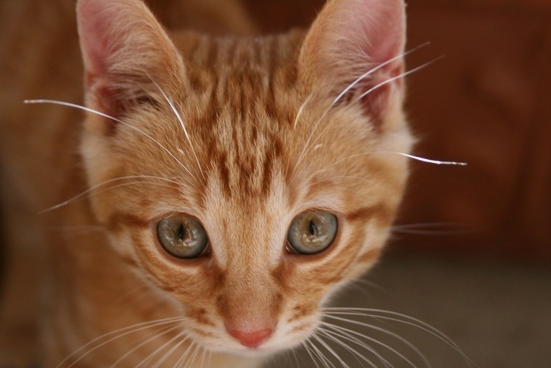 Котенок крупным планом