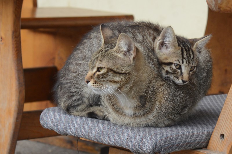 Домашние котята