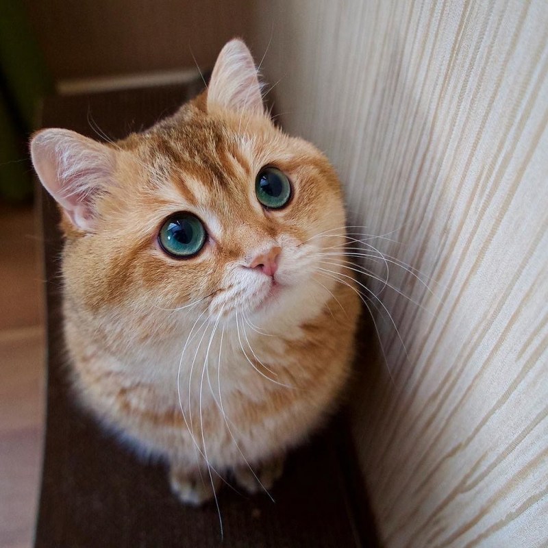 Hocico Cat с хозяином