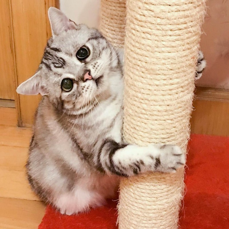 Грустный кот из Китая