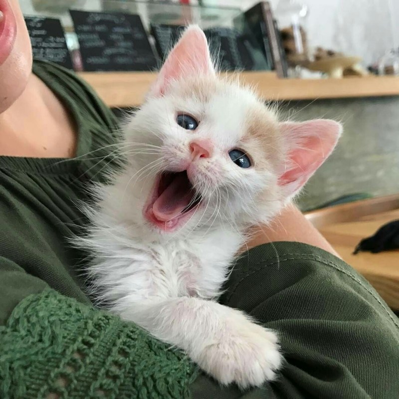 Котики домашние красивые