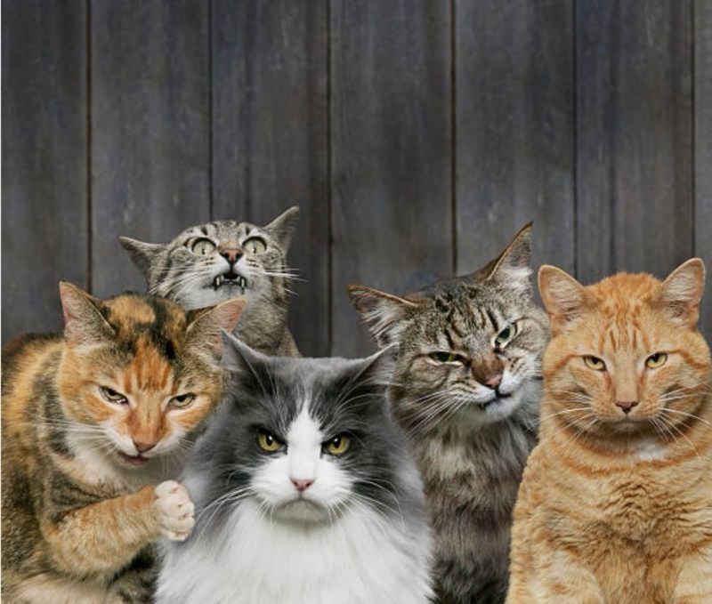 Коты мы банда