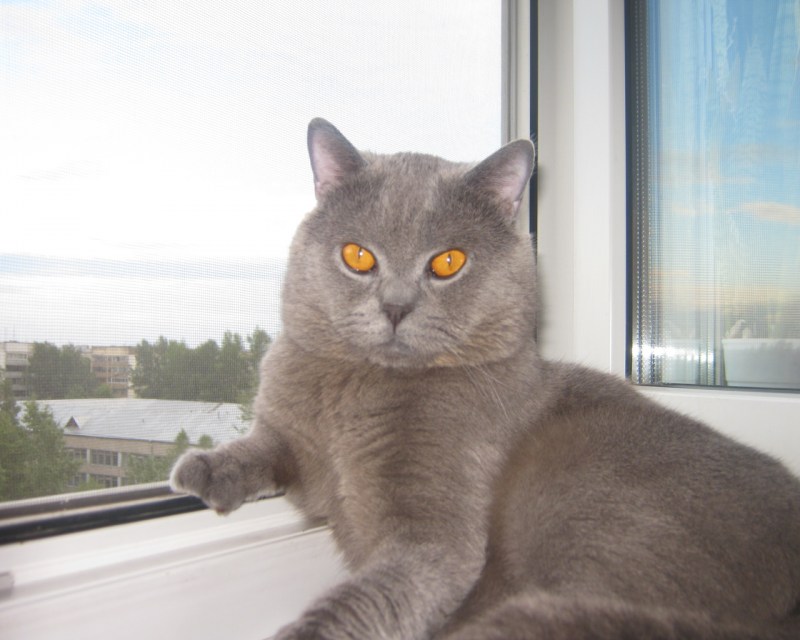Кот домашний британский