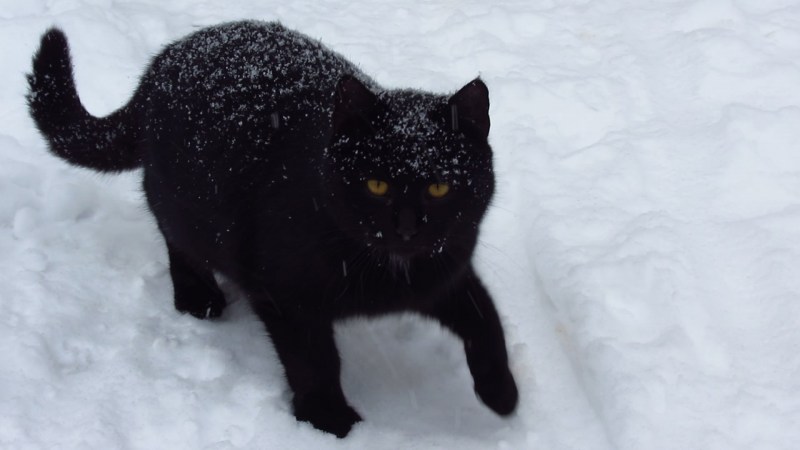 Черные котики зимой