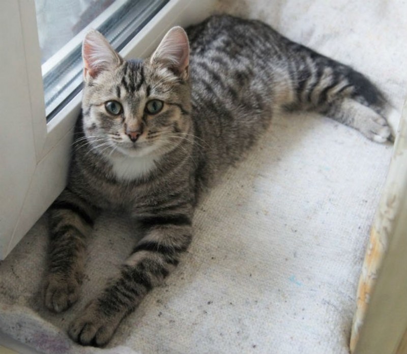 Египетский МАУ котенок вислоухий
