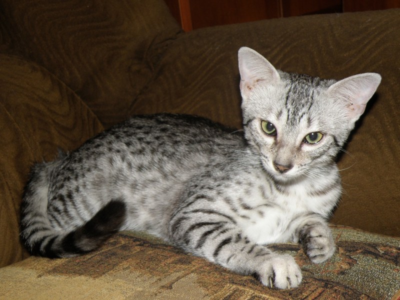 Египетская МАУ кошка