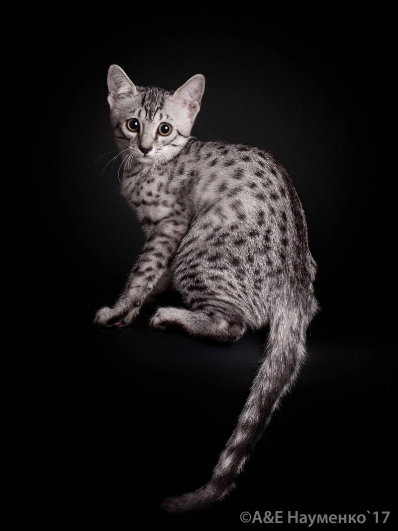 Египетская МАУ кошка