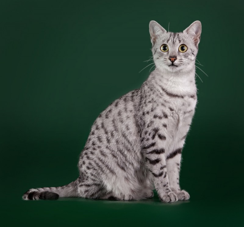 Кошки породы МАУ