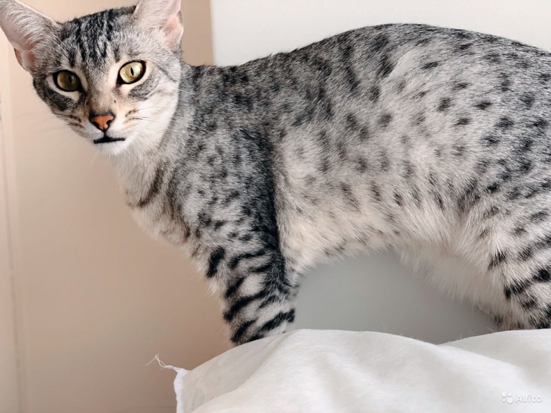 Египетская МАУ кошка