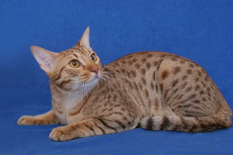 Египетская МАУ кошка