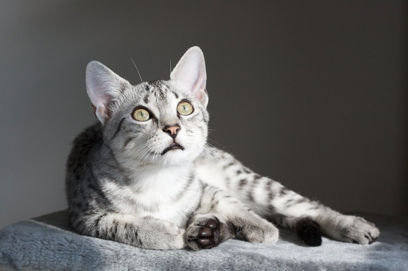 Египетская МАУ кошка
