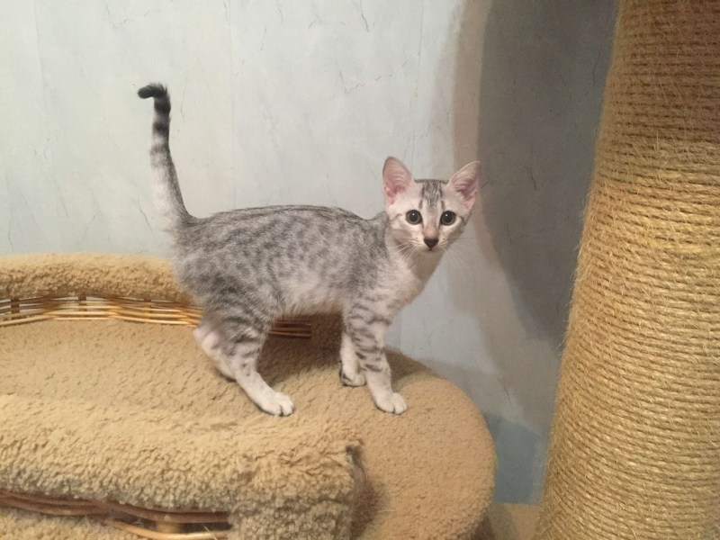 Египетская МАУ кошка