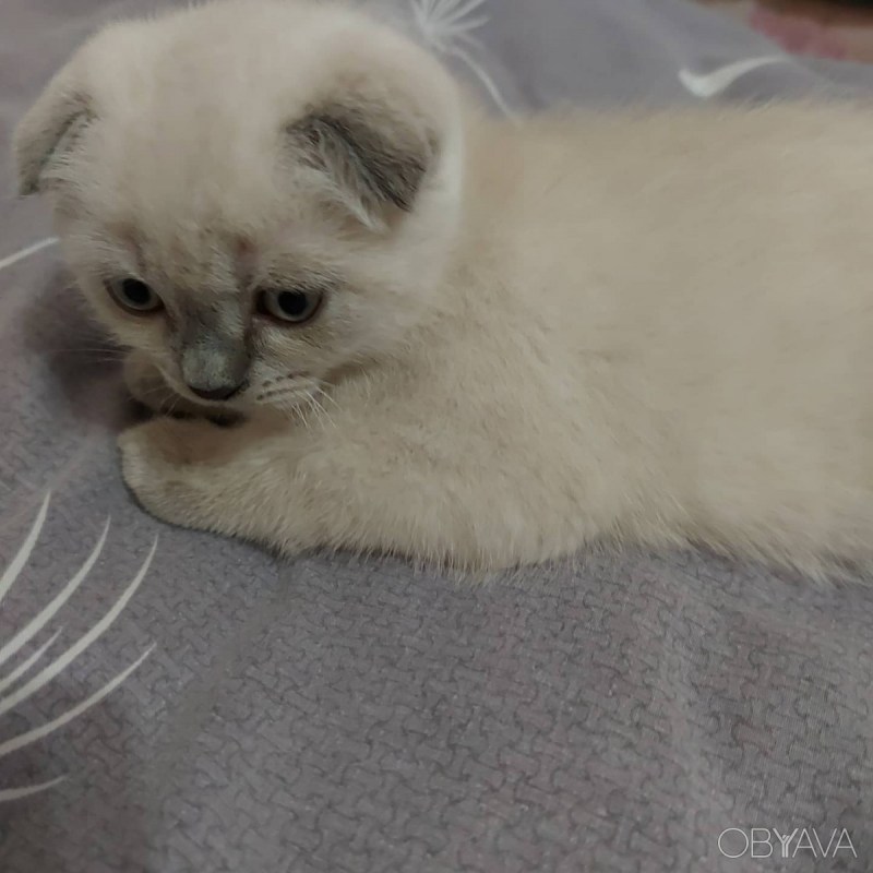 Scottish Fold Blue point