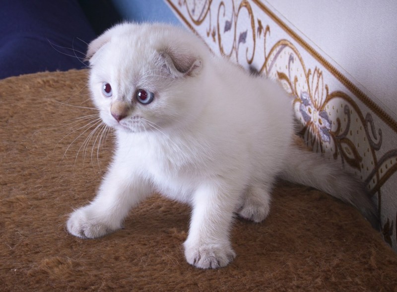 Вислоухие котята колор Пойнт