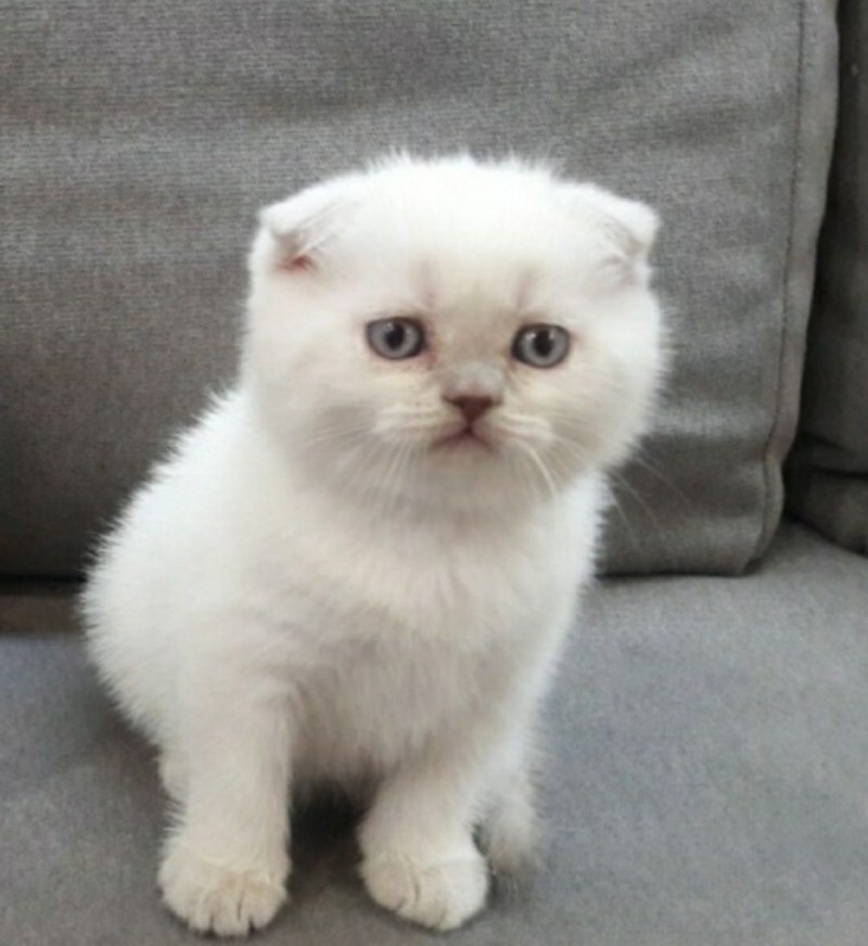 Скоттиш фолд Шотландская вислоухая кошка с голубыми глазами