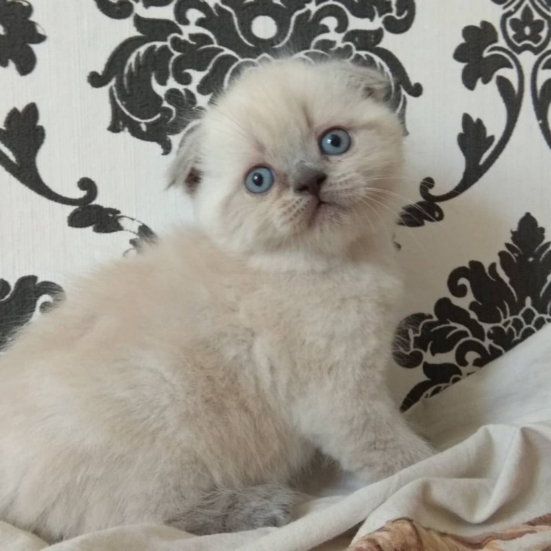 10000 Котят