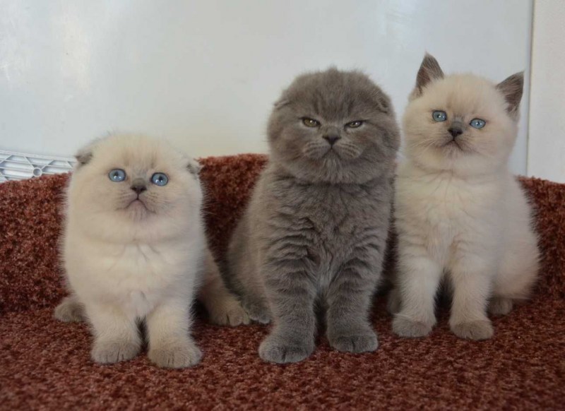 Котята шотландцы Блю поинт