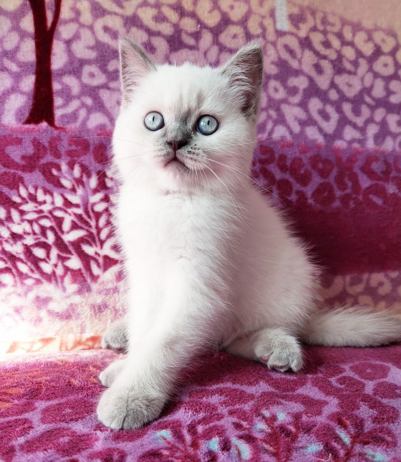 Scottish Fold Antalya