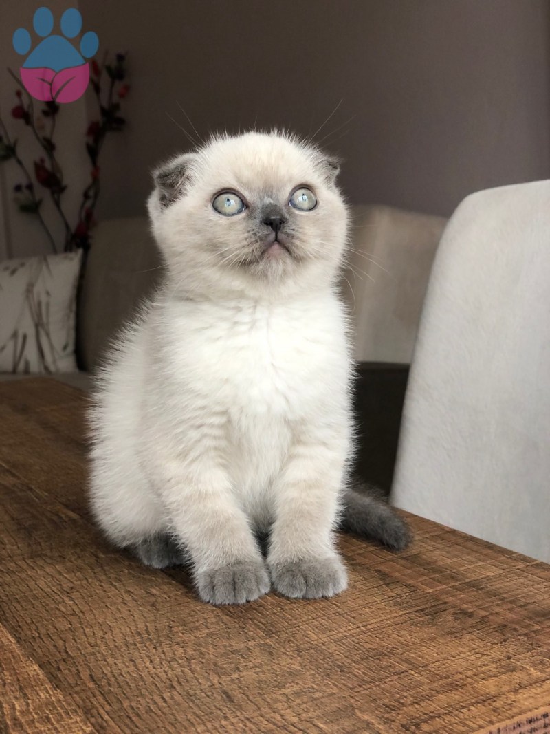 Скоттиш фолд жемчужных